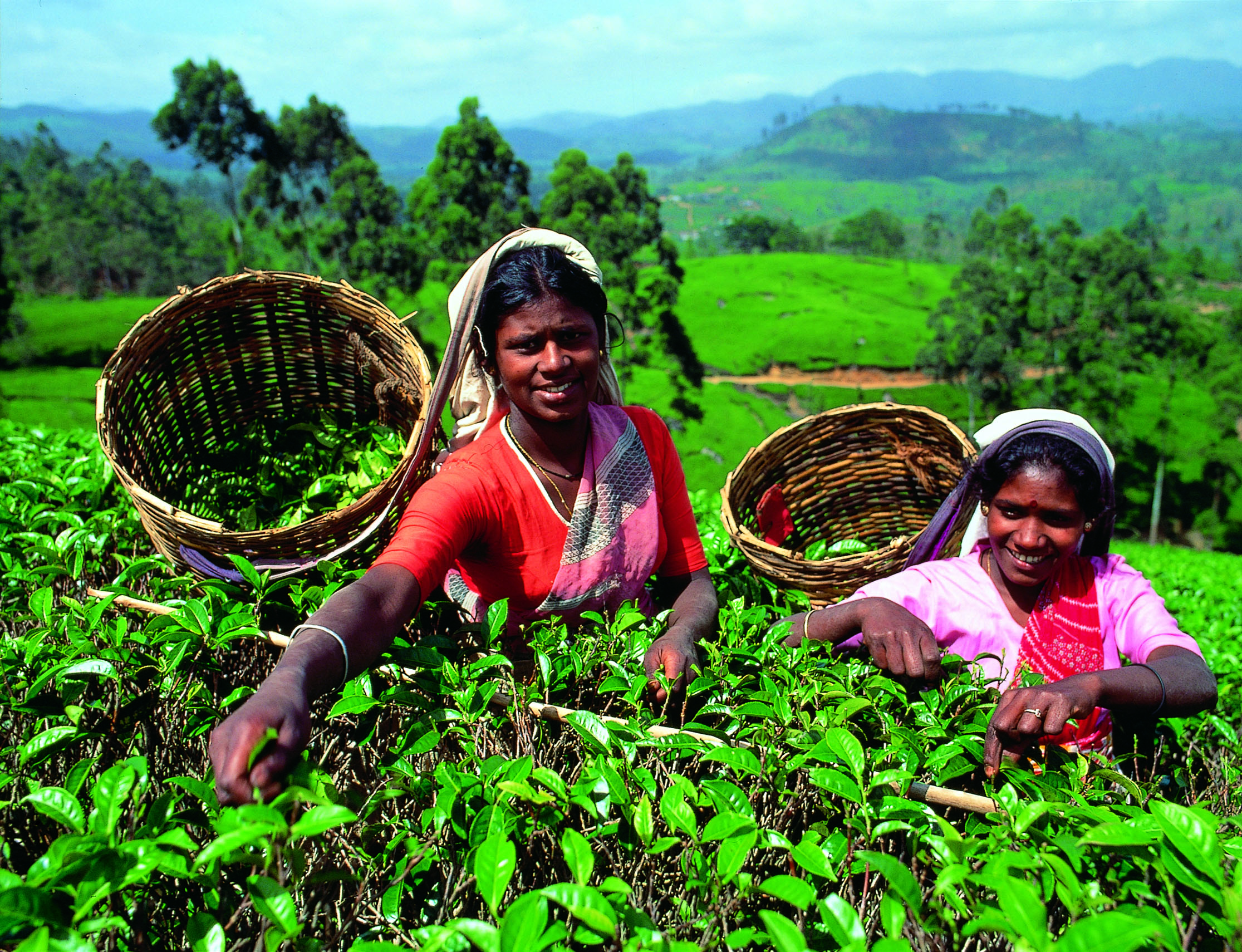 Население страны шри ланка. Остров Цейлон чайная плантация.. Остров Цейлон Шри Ланка. Шри Ланка Цейлон сбор чая. Цейлонский чай плантации Шри Ланка Инстаграм.