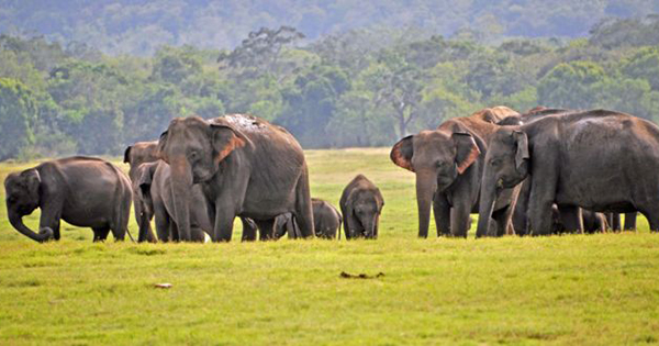 Sri Lanka elephants: 'Record number' of deaths in 2019 | LMD