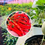 PARTNER NEWS